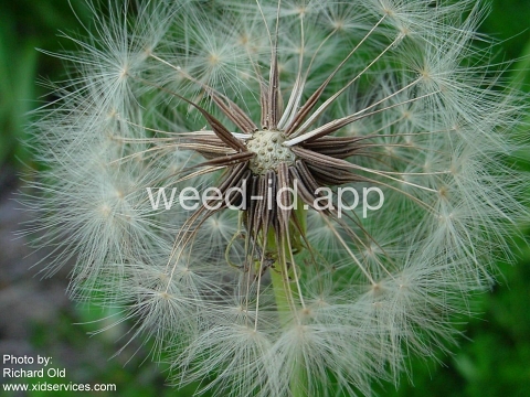 falsedandelion, Carolina